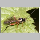 Pimpla turionnellae - Schlupfwespe 020a m11mm-fdet05.jpg